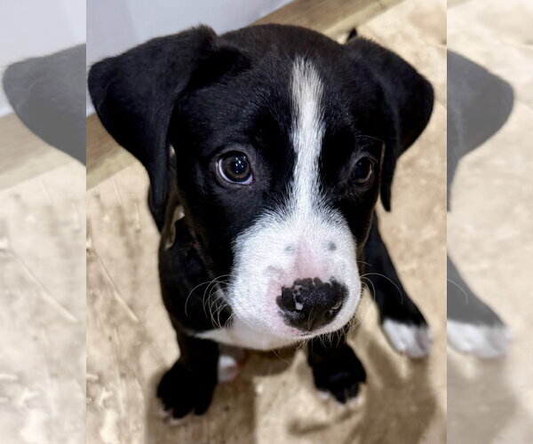 Medium Photo #3 Labrador Retriever Puppy For Sale in Boca Raton, FL, USA