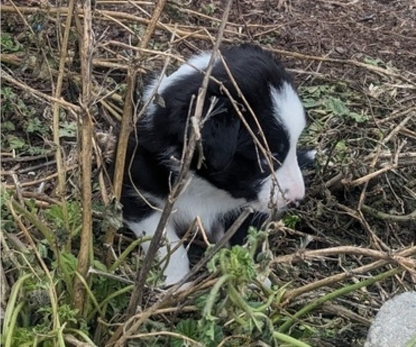 Medium Photo #6 Border Collie Puppy For Sale in HARRISON, ID, USA