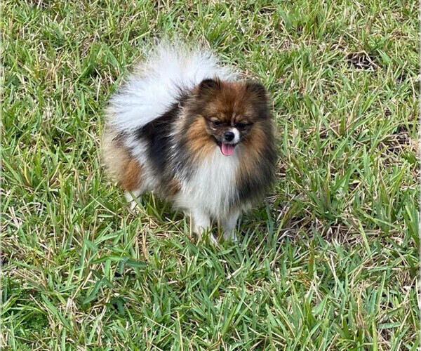 Medium Photo #1 Miniature Spitz Puppy For Sale in HOMESTEAD, FL, USA
