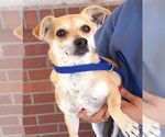 Small Chihuahua Mix