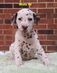 Small Photo #14 Dalmatian Puppy For Sale in ELKMONT, AL, USA
