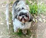 Small #3 Shih Tzu
