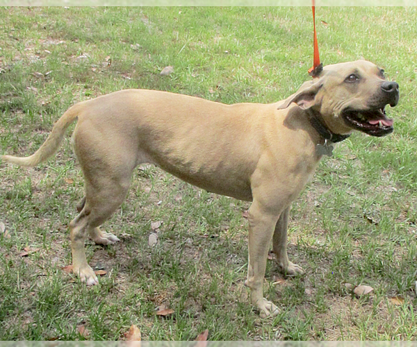 Medium Photo #10 American Pit Bull Terrier-Labrador Retriever Mix Puppy For Sale in Camden, SC, USA