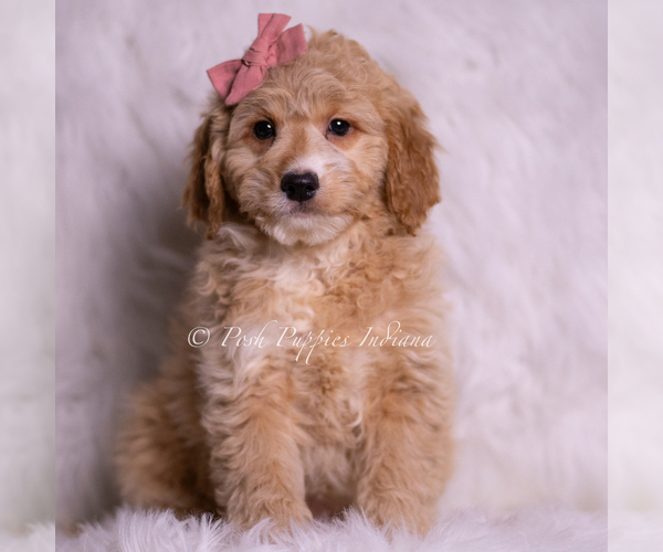 Medium Photo #57 Goldendoodle (Miniature) Puppy For Sale in WARSAW, IN, USA