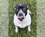 Small #6 American Pit Bull Terrier Mix