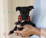 Small #1 Cairn Terrier
