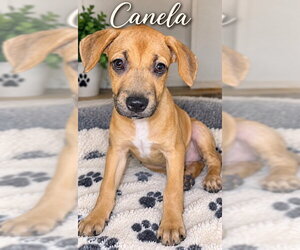 Honey aka Canela - Female Black Mouth Cur-Labrador Retriever Mix Dog for Adoption - Photo #2