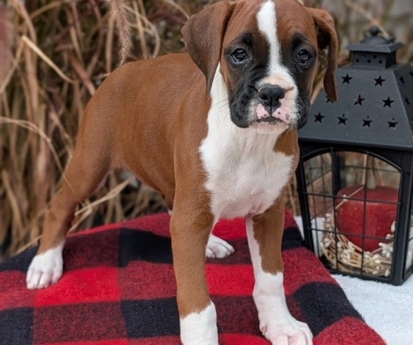 Medium Photo #4 Boxer Puppy For Sale in GOSHEN, IN, USA