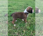 Small Photo #2 Boxer Puppy For Sale in ROYSTON, GA, USA