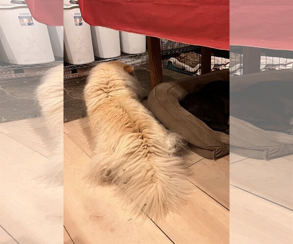 Medium Photo #6 Chow Chow Puppy For Sale in Monterey, VA, USA