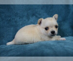 Chihuahua Puppy for sale in MUSKOGEE, OK, USA