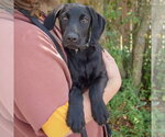Small #2 Mutt