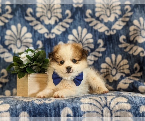 Medium Photo #5 Pomeranian Puppy For Sale in CHRISTIANA, PA, USA