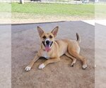 Small Photo #2 Black Mouth Cur-Unknown Mix Puppy For Sale in San Antonio, TX, USA