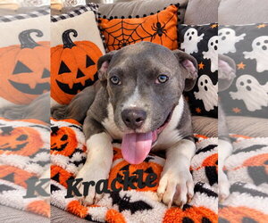 American Pit Bull Terrier-Unknown Mix Dogs for adoption in Southbury, CT, USA