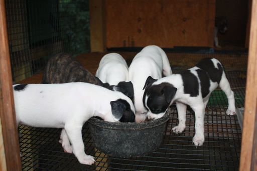 View Ad Mountain Feist Litter of Puppies for Sale near Missouri