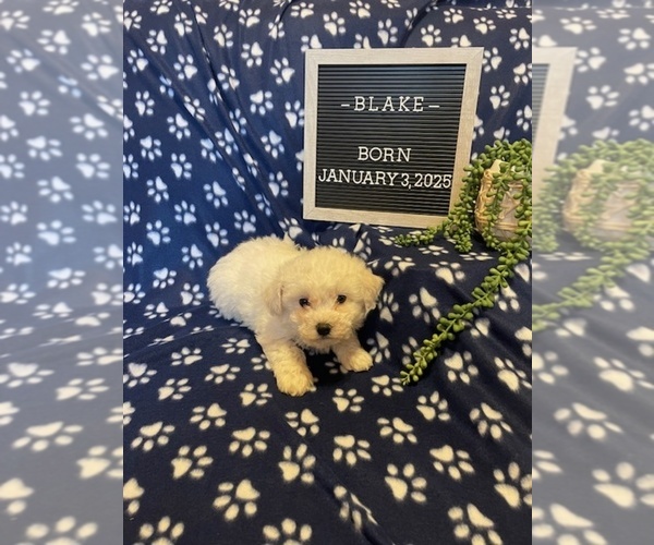 Medium Photo #11 Bichon Frise Puppy For Sale in COLUMBIANA, OH, USA