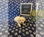 Small #10 Bichon Frise