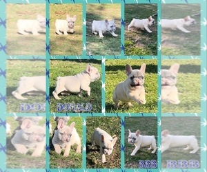 French Bulldog Puppy for sale in HASTINGS, MI, USA