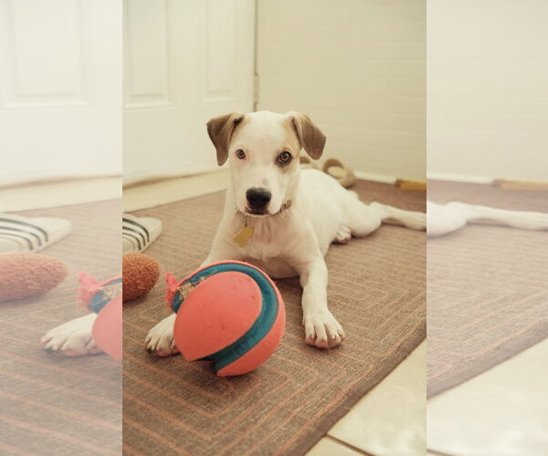Medium Photo #9 Mutt Puppy For Sale in Sandy, UT, USA