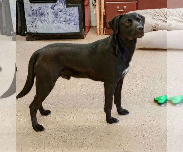 Medium Photo #1 Labrador Retriever-Unknown Mix Puppy For Sale in York, SC, USA