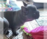 Small #5 French Bulldog