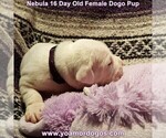 Small Photo #29 Dogo Argentino Puppy For Sale in JANE, MO, USA