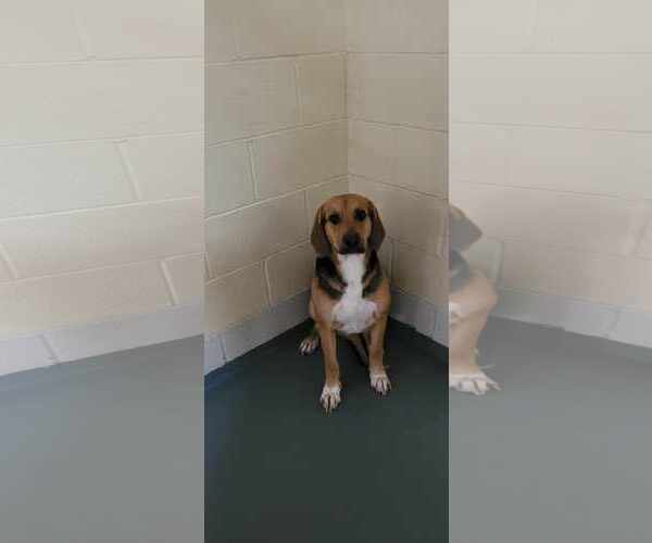 Medium Photo #3 Bagle Hound Puppy For Sale in Frenchburg, KY, USA