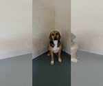 Small #2 Bagle Hound
