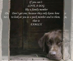 Small Photo #32 Shepradors Puppy For Sale in BELLEFONTE, DE, USA