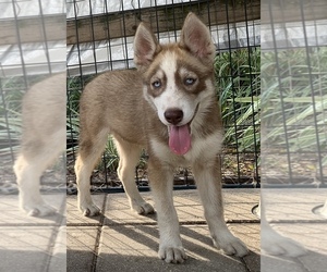 Siberian Husky Puppy for sale in NEW PORT RICHEY, FL, USA