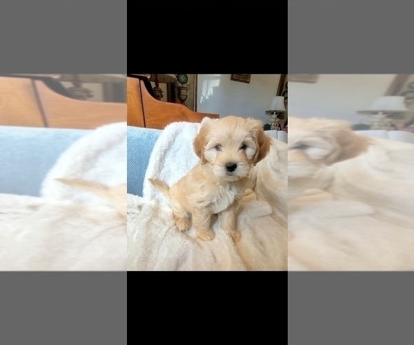Medium Photo #5 Lhasa Apso Puppy For Sale in PHOENIX, AZ, USA