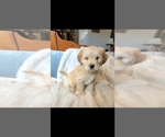 Small Photo #5 Lhasa Apso Puppy For Sale in PHOENIX, AZ, USA