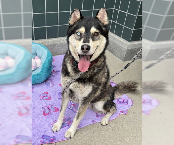 Medium Photo #2 Siberian Husky Puppy For Sale in Rancho Cucamonga, CA, USA