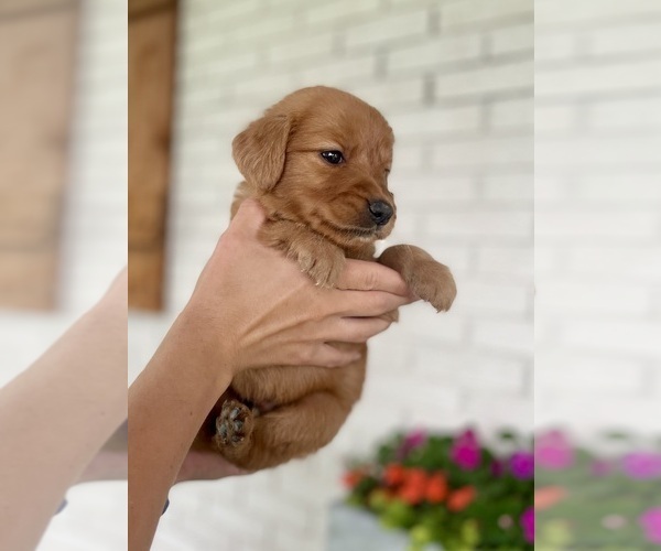 Medium Photo #22 Golden Retriever Puppy For Sale in BUFFALO, MO, USA