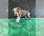 Small Photo #7 Boston Terrier Puppy For Sale in TULARE, CA, USA