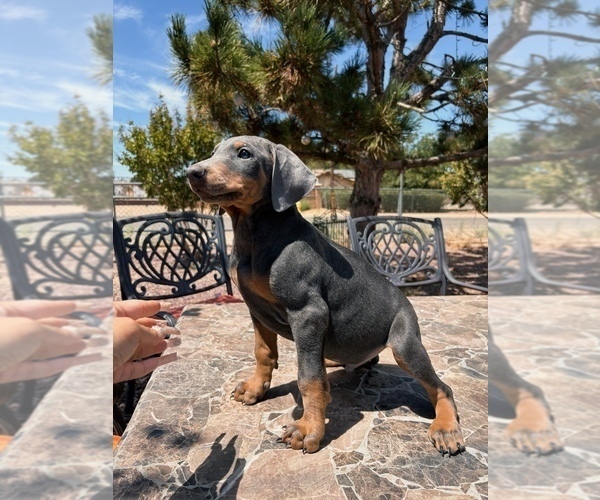 Medium Photo #4 Doberman Pinscher Puppy For Sale in YUCCA VALLEY, CA, USA