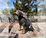 Small #3 Doberman Pinscher
