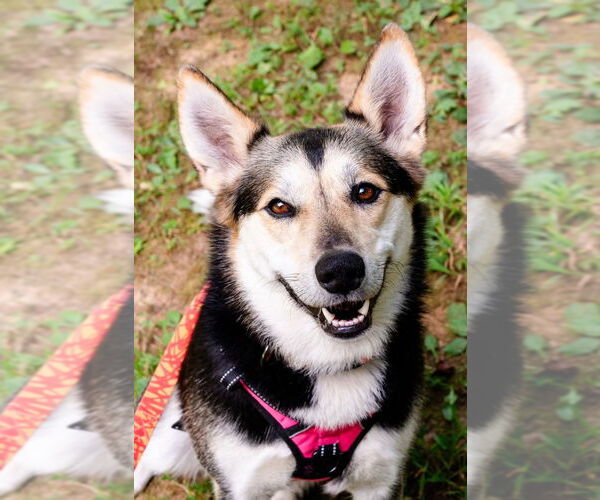 Medium Photo #8 Huskies -Unknown Mix Puppy For Sale in Ellijay, GA, USA
