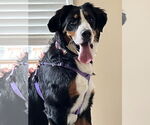 Small #1 Bernese Mountain Dog