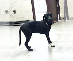 Labrador Retriever-Unknown Mix Dogs for adoption in Fayetteville, NC, USA