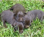 Small #1 Labrador Retriever
