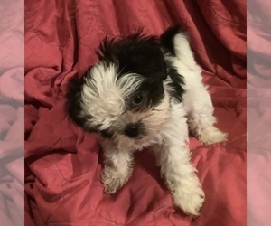 Shih Tzu Puppy for sale in AMERICUS, GA, USA