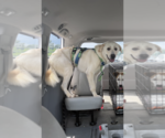 Small #2 Great Pyrenees Mix