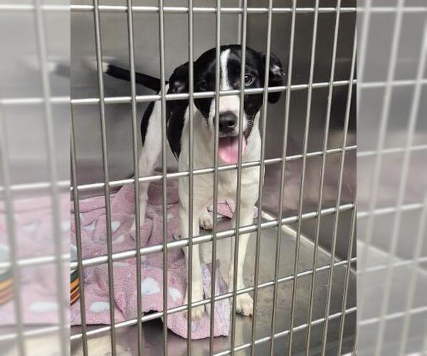 Medium Photo #1 Rat Terrier Puppy For Sale in Decatur, IL, USA