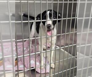 Rat Terrier Dogs for adoption in Decatur, IL, USA