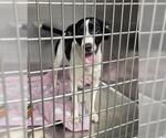 LIBBY - Female Rat Terrier Dog for Adoption - Small photo