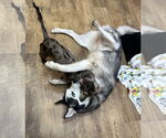Small #2 Siberian Husky
