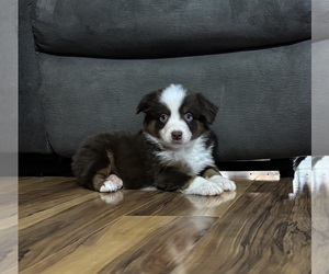 Medium Miniature American Shepherd