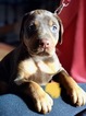 Small Photo #6 Doberman Pinscher Puppy For Sale in CHICAGO, IL, USA